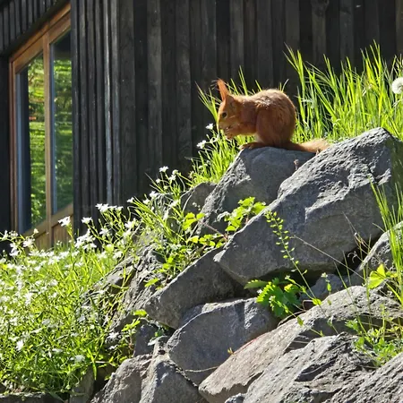 Am Wingertsberg Laacher Daire Glees